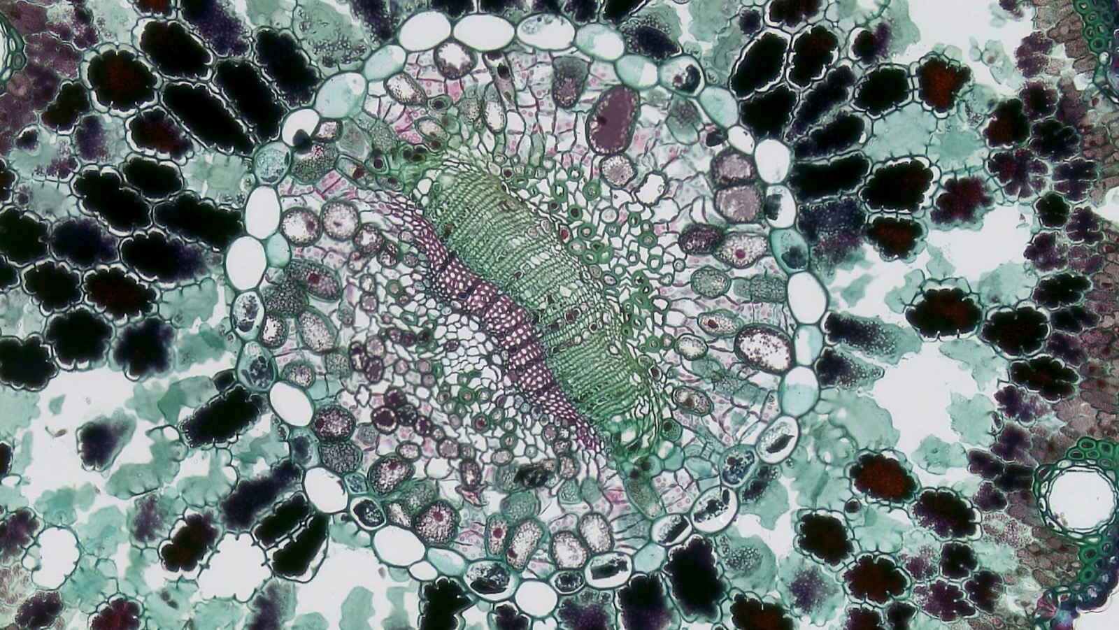 Células madre Passage 3 al microscopio