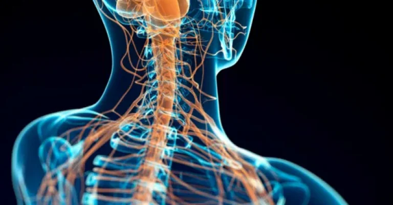 Diseñosintítulo(7) NERVOUS SYSTEM ACCIDENTS
